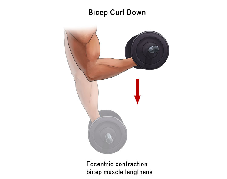 Move a dumbbell in a bicep curl downwards away your body